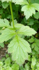 Geum urbanum