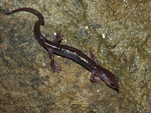 Yellow-spotted Woodland Salamander