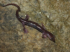 Yellow-Spotted Woodland Salamander photo 3