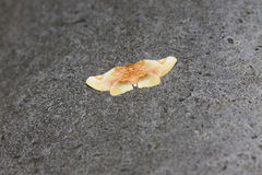 Pyrinioides sinuosus