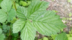 Rubus fruticosus