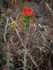 Castilleja affinis