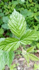 Rubus fruticosus