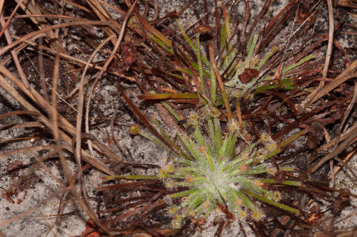Drosera petiolaris (Drosera petiolaris)