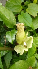 Arum maculatum