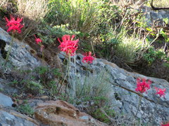 Nerine sarniensis