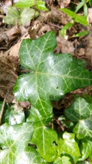Hedera helix