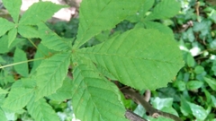 Aesculus hippocastanum