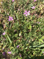 Erodium cicutarium