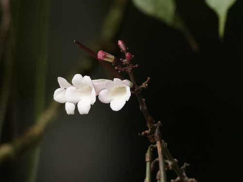 Radermachera glandulosa