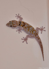 Tarentola annularis