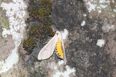 Creatonotos transiens vacillans