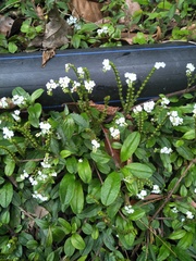 Trigonotis formosana