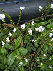 Trigonotis formosana