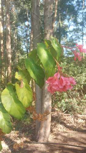 Begônia-asa-de-anjo