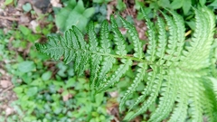 Dryopteris filix-mas