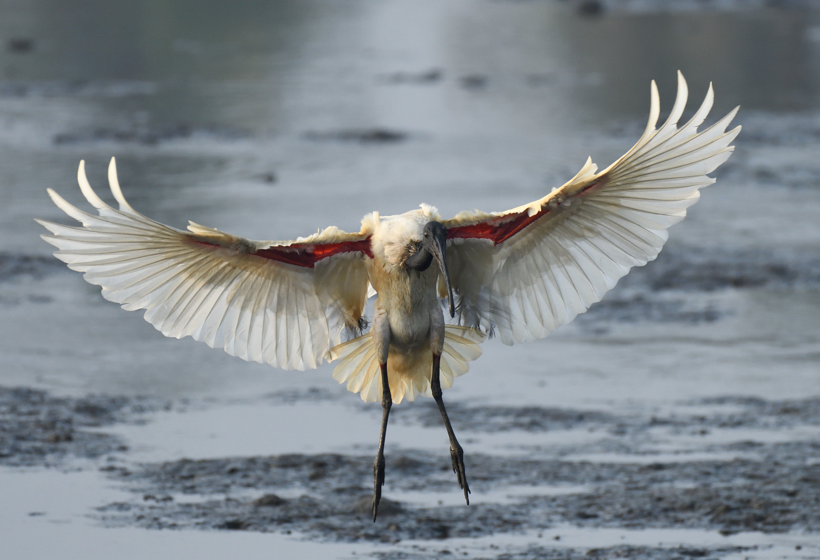 Black-headed Ibis illustration