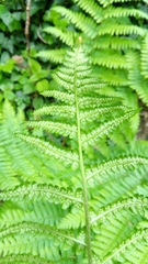 Dryopteris filix-mas