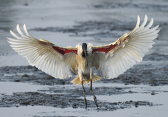 Black-Headed Ibis photo 5