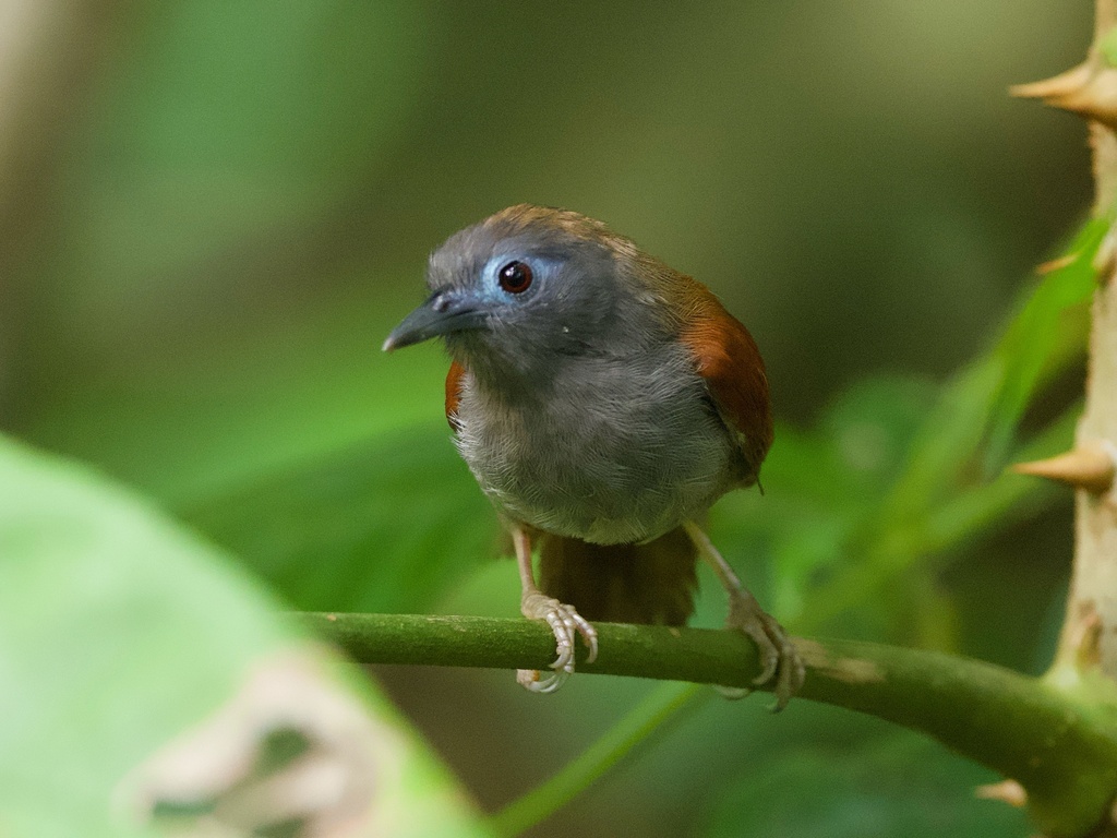 Chestnut-winged Babbler photo