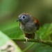 Chestnut-winged Babbler - Photo (c) Yingyod Lapwong, some rights reserved (CC BY-NC), uploaded by Yingyod Lapwong