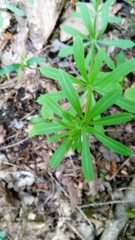 Galium aparine