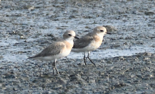 Chorlitejo mongol chico (Charadrius mongolus)