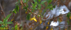 Forsythia koreana