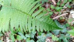 Dryopteris filix-mas