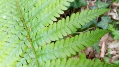 Dryopteris filix-mas