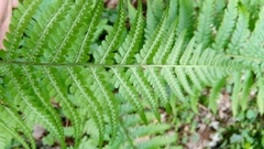 Dryopteris filix-mas