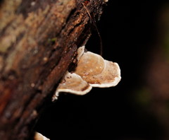 Trametes velutina