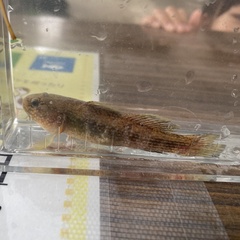 Dusky Tripletooth Goby photo 2