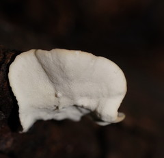 Trametes velutina