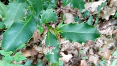Ilex aquifolium