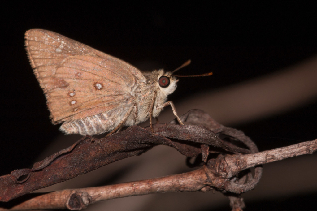 Brown Ochre
