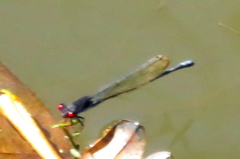 Pseudagrion hamoni