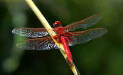 Urothemis assignata
