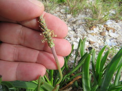 Plantago carnosa