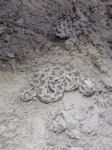 Roman's Saw-scaled Viper
