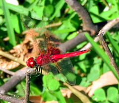 Urothemis assignata