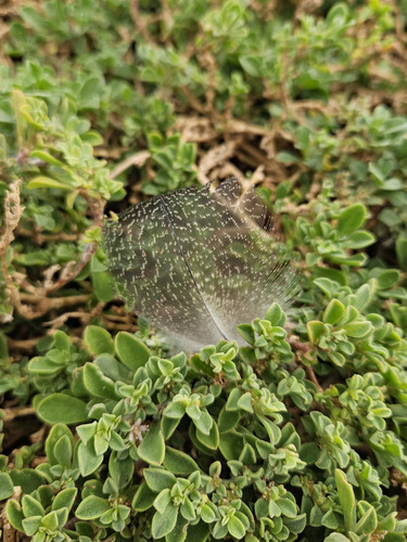 Plume de Tadorne d'Australie