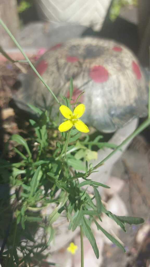 Perennial Wall-rocket from Peacevale, Outer West Durban, 3624, South ...