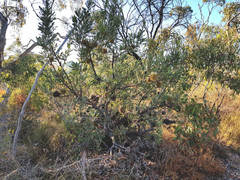 Banksia ornata