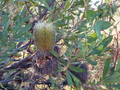 Banksia ornata