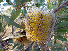 Banksia ornata