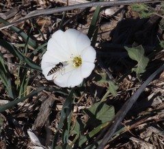 Ischiodon aegyptius