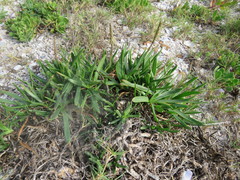 Plantago carnosa