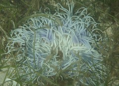 Macrodactyla doreensis