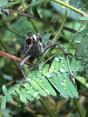 Schistocerca subspurcata